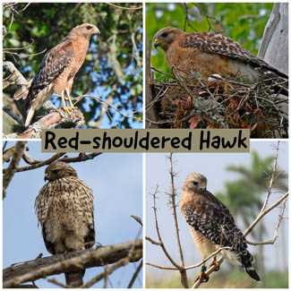 Red-shouldered Hawk